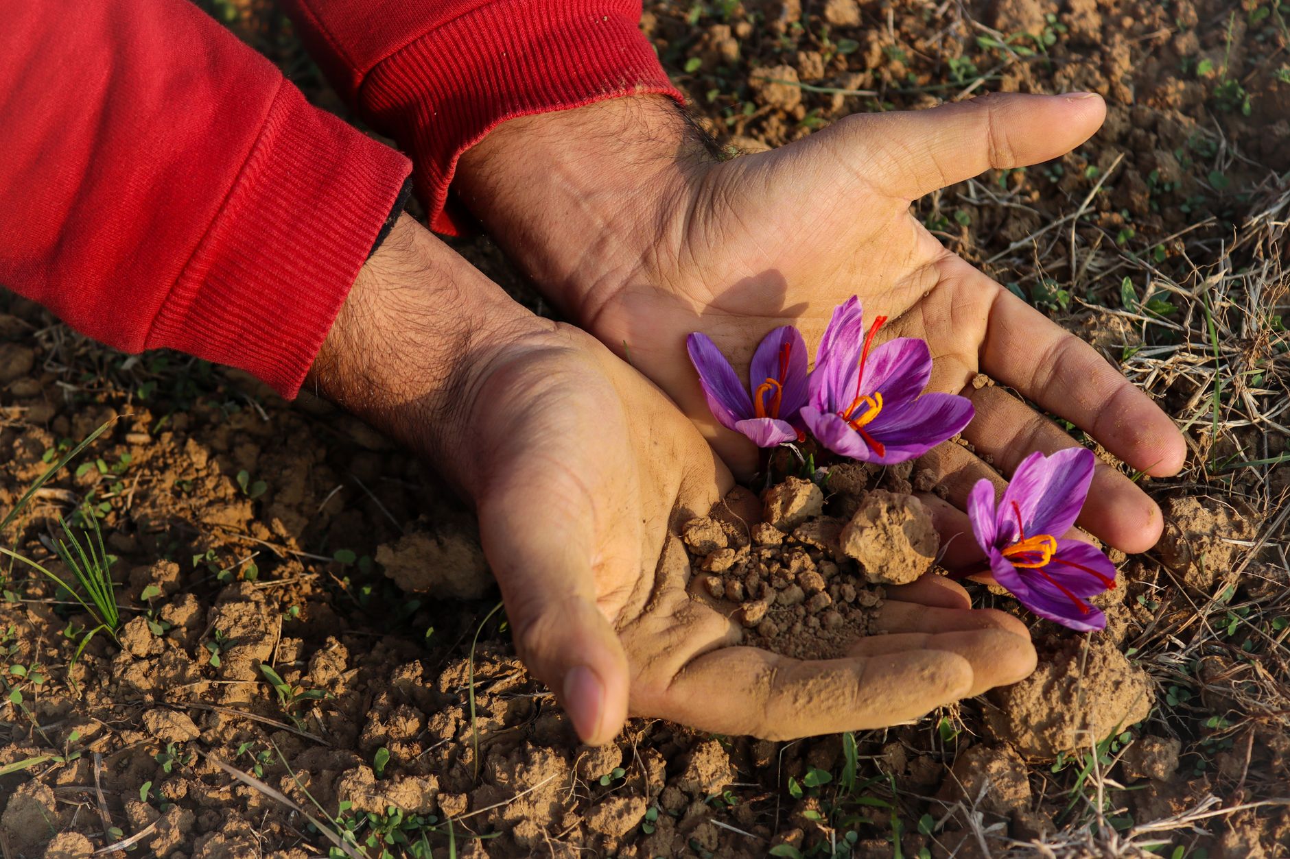 zafran original – Hands gently holding bright purple saffron flowers in a field in Pampore, showcasing the beauty of nature.